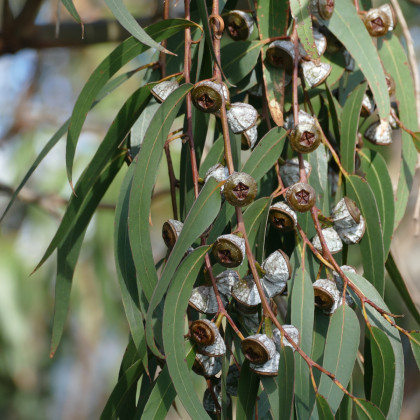 Eukalyptus guľatoplodý - Eucalyptus globulus - semená eukalyptu - 8 ks