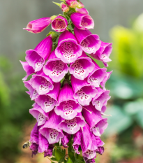 Náprstník červený - Digitalis purpurea - semená náprstníka - 400 ks