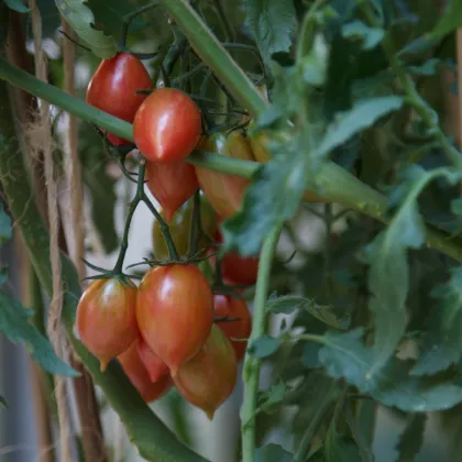 Paradajka Artisan Pink Tiger - Solanum lycopersicum - semená paradajky - 5 ks