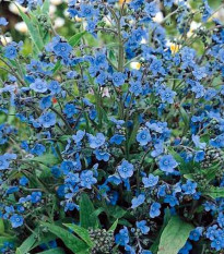 Smohla kapská - pilát - Anchusa capensis - semená smohly - 10 ks