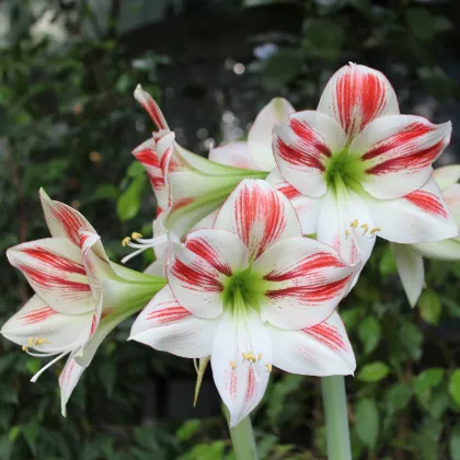 Zornica Ambiance - Hippeastrum - cibuľoviny - 1 ks