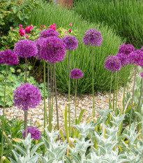 Okrasný cesnak purpurový - Allium Purple Sensation - cibuľoviny - 3 ks