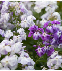 Plamienka metlinatá - zmes - Phlox paniculata grandiflora - Flox - hľuzy plamienky - 15 ks