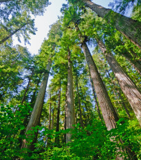 Sekvoja vždyzelená - Sequoia sempervirens - semená sekvoje - 3 ks