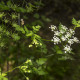 BIO trebuľka siata - Anthriscus cerefolium crispum - bio semená trebuľky - 0,8 g