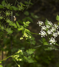 BIO trebuľka siata - Anthriscus cerefolium crispum - bio semená trebuľky - 0,8 g