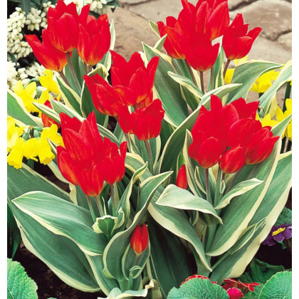 Tulipán viackvetý - Praestans Unicum - cibuľoviny - 3 ks