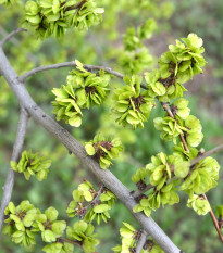 Turkestánský brest - Ulmus pumila - semená brestu - 10 ks