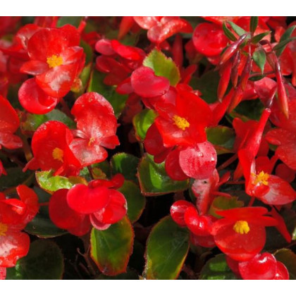 Voskovka Heaven Red F1 - Begonia semperflorens - semená begónie - 10 ks
