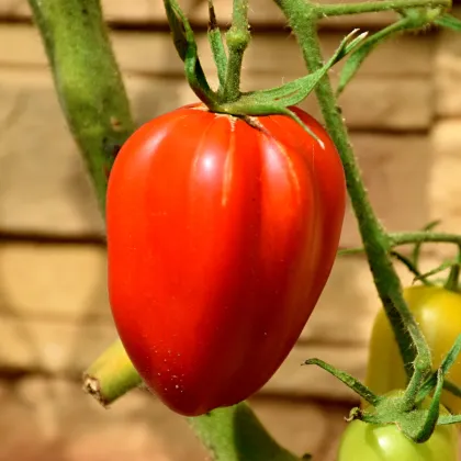 Paradajka Big Mama F1 - Solanum lycopersicum - semená paradajky - 7 ks