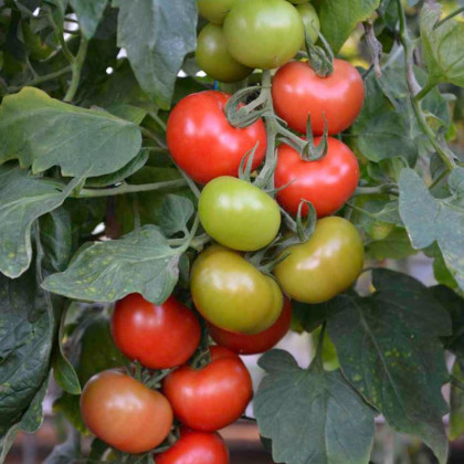 Paradajka Crimson Crush PhR F1 - Solanum lycopersicum - semená paradajky - 7 ks