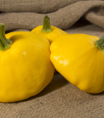 Patizón Golden Marbre - Cucurbita pepo - semená patizónu - 5 ks