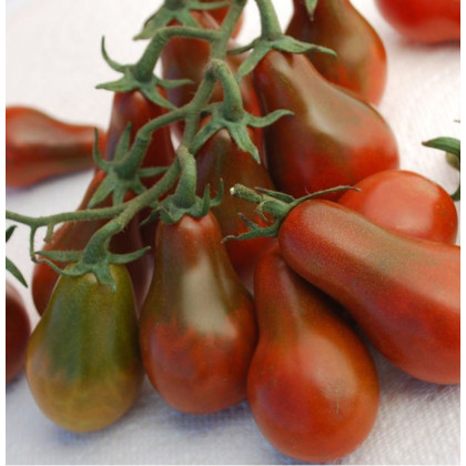 Paradajka Chocolate pear - Lycopersicon esculentum - semená paradajok - 6 ks