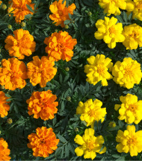 Aksamietnica rozložitá - Tagetes patula - semená- 0,3 g