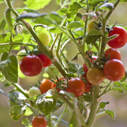 Paradajka Obrie hrozno - Solanum lycopersicum - semená paradajky - 7 ks