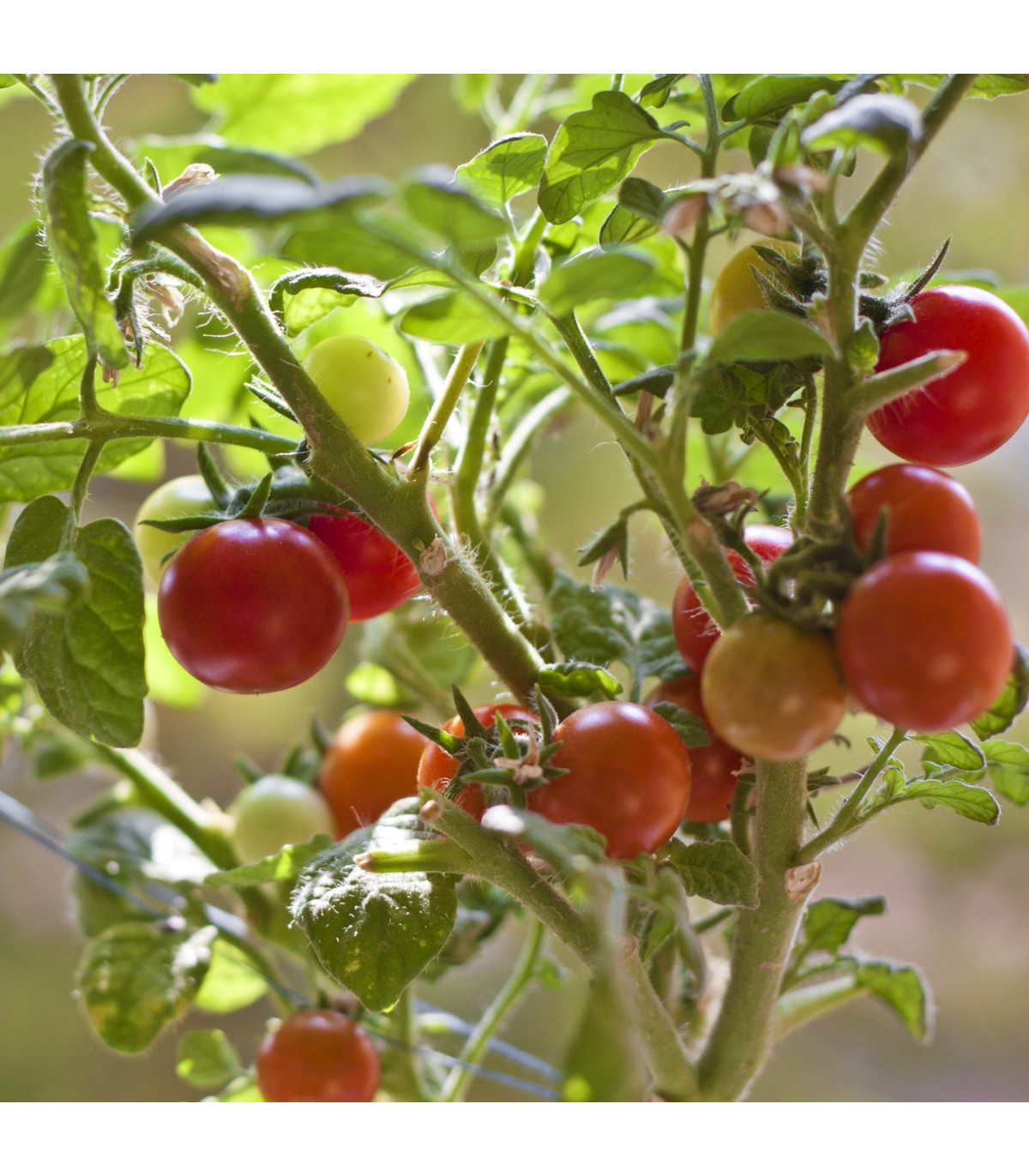 Paradajka Obrie hrozno - Solanum lycopersicum - semená paradajky - 7 ks