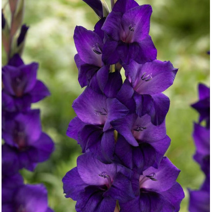 Gladiola Purple Flora - Gladiolus - gladioly - hľuzy gladioly - 3 ks