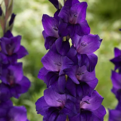 Gladiola Purple Flora - Gladiolus - gladioly - hľuzy gladioly - 3 ks