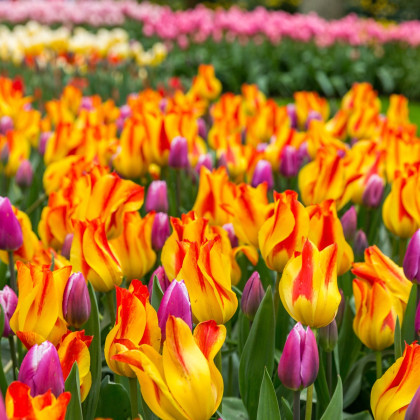 Tulipán Giuseppe Verdi - holandské tulipány  - cibuľky tulipánov - 3 ks