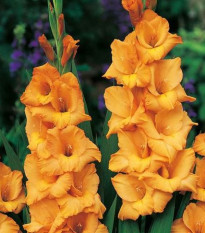 Gladiola Ovatie - Gladiolus Ovatie - gladioly - hľuzy gladioly - 3 ks