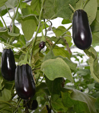 Baklažán vajcoplodý Black Beauty - Solanum melongena - semená baklažánu - 60 ks