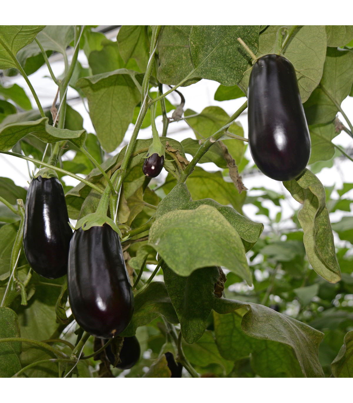 Baklažán vajcoplodý Black Beauty - Solanum melongena - semená baklažánu - 60 ks