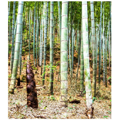 Bambus Balcooa - Bambus balcooa - semená bambusu - 2 ks