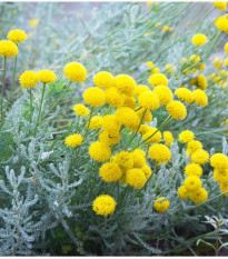 Santolina cypruštekovitá - Santolina chamaecyparissus - semená - 5 ks