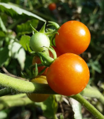 Paradajka Moneymaker - Solanum lycopersicum - semená paradajky - 20 ks