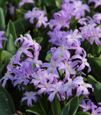 Modravka fialová Violet Beauty - Chionodoxa Luciliae - cibule modravky - 5 ks