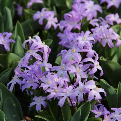 Modravka fialová Violet Beauty - Chionodoxa Luciliae - cibule modravky - 5 ks