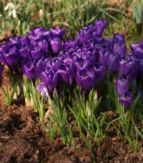 Krókus Remembrance - Crocus Vernus - hľuzy krókusu - 3 ks