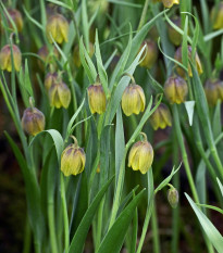 Korunkovka Uva Vulpis - Fritellaria - cibule korunkovky - cibuľky - 2 ks