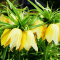 Korunkovka kráľovská Lutea - Fritillaria Imperialis Lutea Maxima - cibule korunkovky - cibuľky - 1 ks