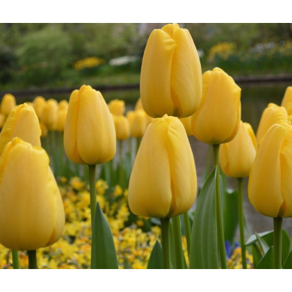 Tulipán Golden Parade - Tulipa - cibuľoviny - 3 ks