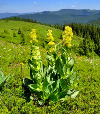 Horec žltý - Gentiana lutea - semená - 8 ks