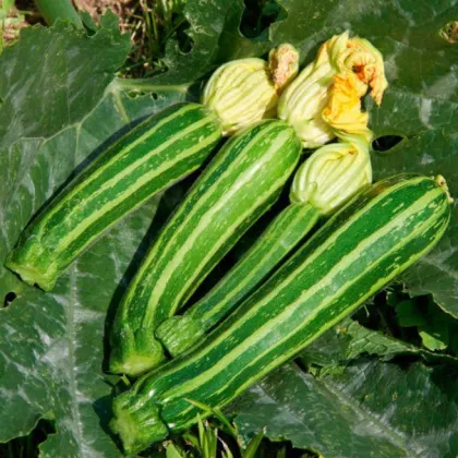 BIO Cuketa Green Tiger F1 - Cucurbita pepo - bio semená cukety - 5 ks