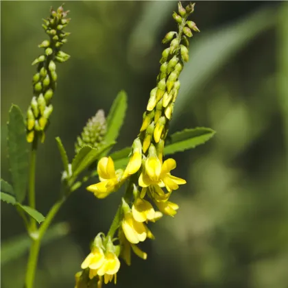 Komonica lekárska - Melilotus Officinalis - semená komonice - 30 ks