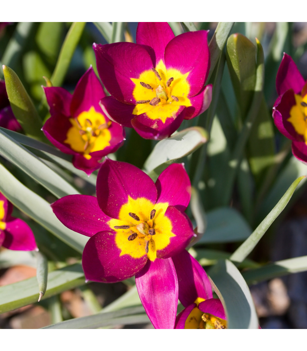 Tulipán nízky Eastern Star - cibuľky tulipánov - 3 ks