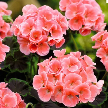 Muškát krúžkovaný Nekita F1 Salmon - pelargonium zonale - semená - 4 ks