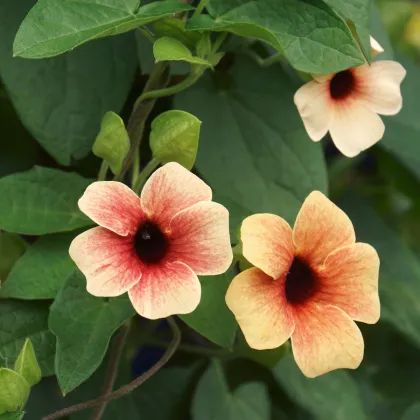 Tunbergia krídlatá African Sunset - Thunbergia Alata - Semená - 5 ks