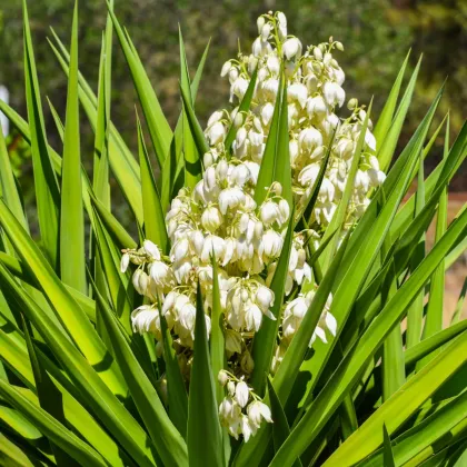 Juka- Yucca Rupicola-semená- 5 ks