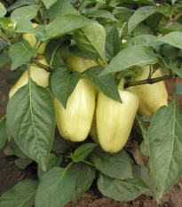 Paprika Amy - Capsicum annuum - semená papriky - 50 ks