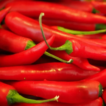 Chilli Aji Crystal - Capsicum baccatum - semená chilli - 7 ks