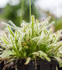 Rosička kapská nízka White flower - Drosera Capensis - semená rosičky - 15 ks