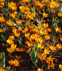 Krókus Orange Monarch - Crocus Chrysanthus - hľuzy krókusu - 3 ks