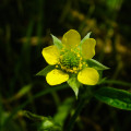 Kuklík mestský - Geum urbanum - semená - 50 ks