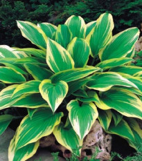 Funkia - Hosta Aureomarginata - hľuzy funkie - 1 ks