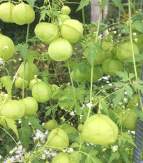 Balónovec nafúknutý Ballonwein - Cardiospermum halicacabum - semená - 15 ks