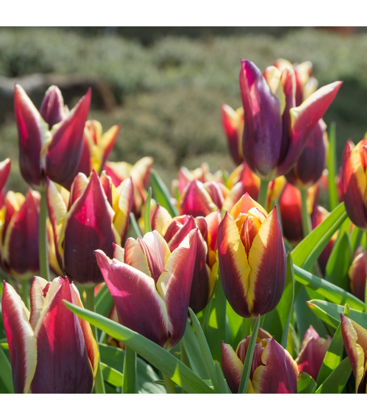 Tulipán Gavota - predaj tulipánov - cibuľoviny - 3 ks